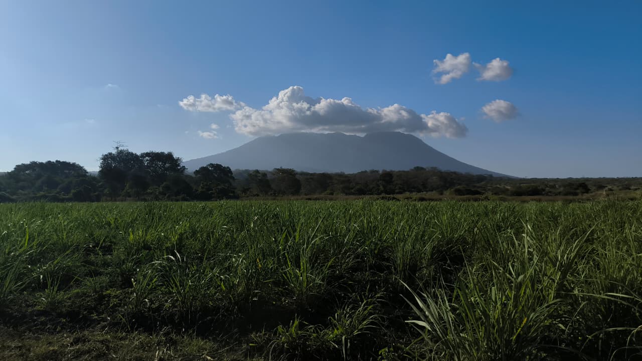 Hamparan Sawah Hijau